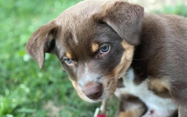 orthopaedic puppy maca